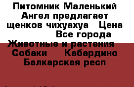 Питомник Маленький Ангел предлагает щенков чихуахуа › Цена ­ 10 000 - Все города Животные и растения » Собаки   . Кабардино-Балкарская респ.